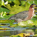 Green Heron