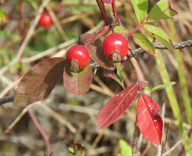 Wild pink roses produced these rosehips