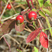 Wild pink roses produced these rosehips