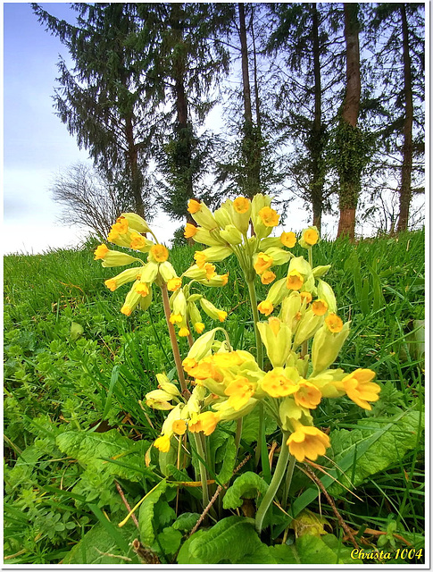 Fleurs de coucou, le retour...