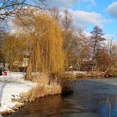 Trauerweide am Papenbrack