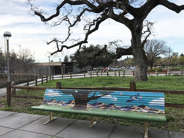 Bench and tree(s)