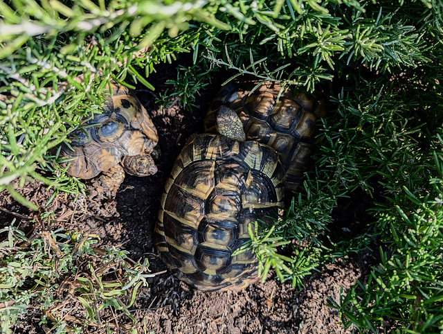 Turtles on rosemary | Brotherhood