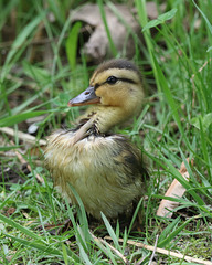 la danse du canard
