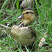 la danse du canard