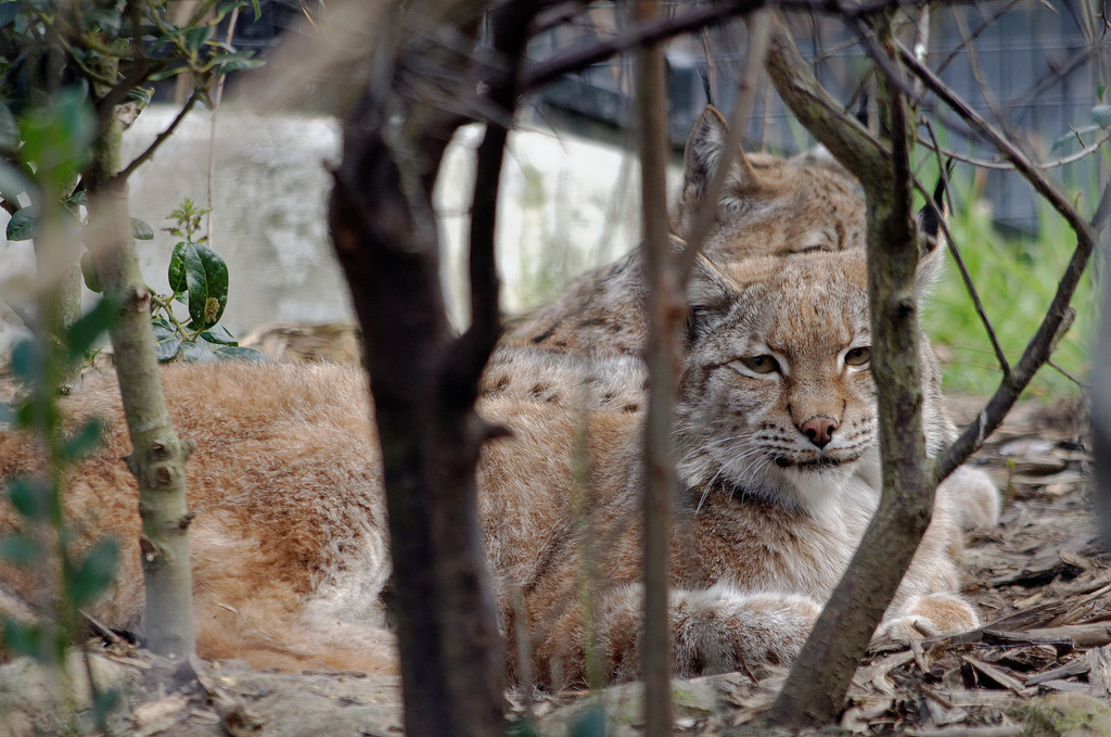 Lena, lynx de Scandinavie, et son compagnon