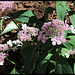 Hydrangea (13)