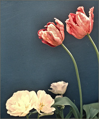 Tulipa