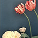 Tulipa