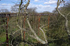 Treetop Walkway