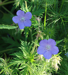 Geranium