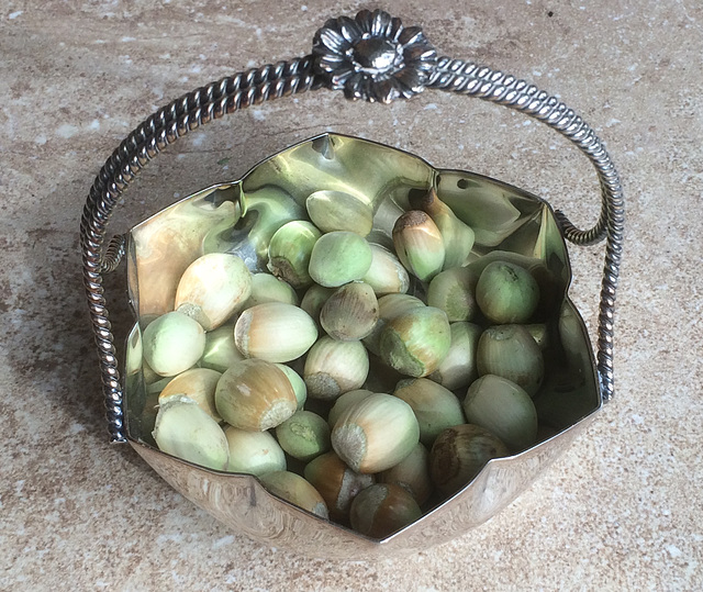Hazel nuts, fresh from the trees Hazel nuts, fresh from the trees