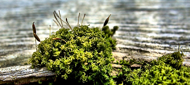 Little Mossy Landscape 6