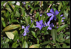 Vinca minor , petite pervenche  (3)