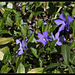 Vinca minor , petite pervenche  (3)