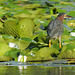 Green Heron