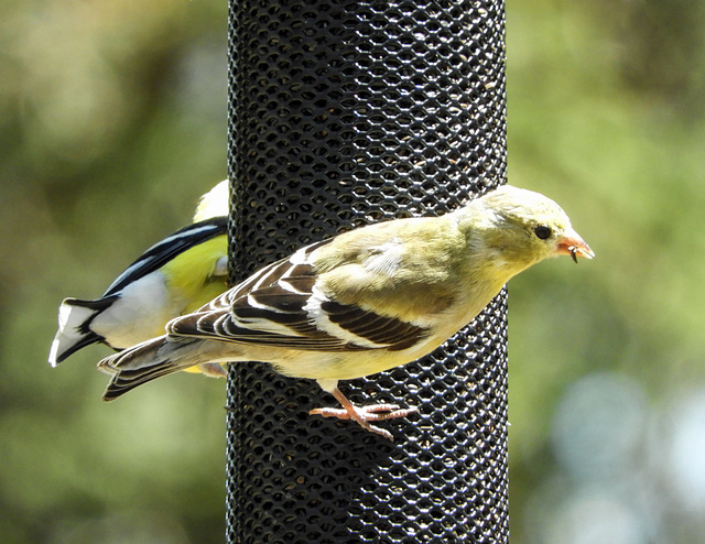 Day 2, American Goldfinches, Rondeau PP