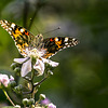 mariposa dándose el banquete floral