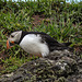 20190612 5019CPw [R~GB] Papageitaucher, Skomer, Wales