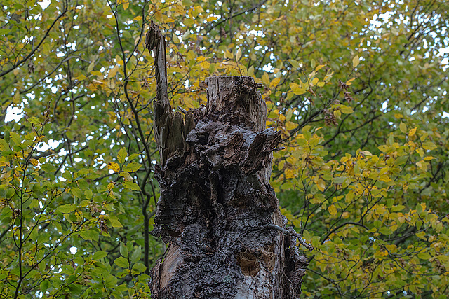 20171012 3606VRMw [D~LIP] Baumruine, UWZ, Bad Saluflen