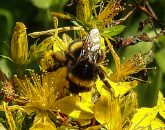 20200622 8797CPw [D~LIP] Erdhummel, Johanniskraut (Hypericum perforatum), Bad Salzuflen