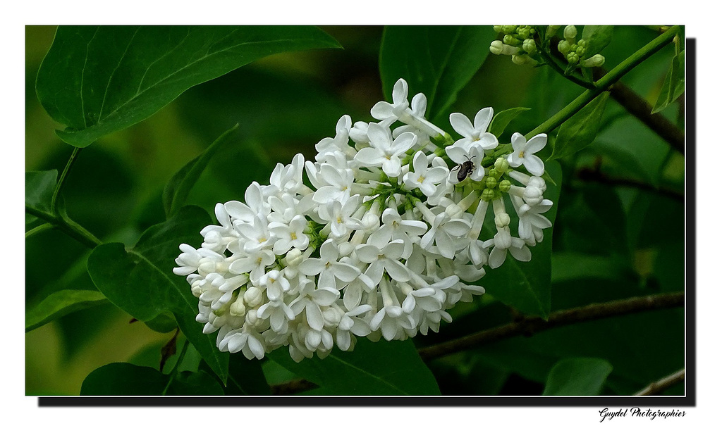 Le Lilas blanc aussi ...