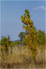 Le peuplier doré - Die Goldpappel - The golden poplar