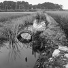 Irrigation channel_August