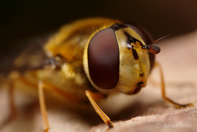 Hoverfly Portrait