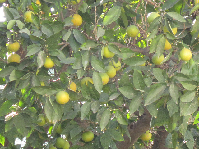 Mandarins in Mandi's garden