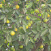 Mandarins in Mandi's garden