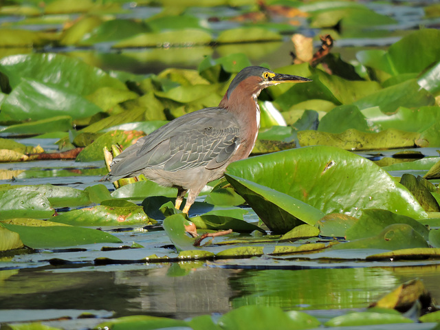 Green Heron