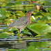 Green Heron