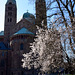 Speyer - Kaiserdom Ostseite und Blütenbaum