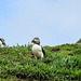 20190612 5020CPw [R~GB] Papageitaucher, Skomer, Wales