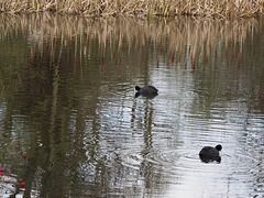 Ripples and Reflections