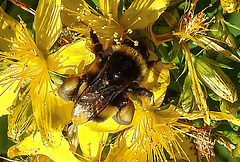 20200622 8802CPw [D~LIP] Erdhummel, Johanniskraut (Hypericum perforatum), Bad Salzuflen