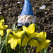 Gnomadeo and the daffs