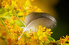 Die Leichtigkeit hat die Feder auf die Goldrute gebracht :))  The lightness brought the feather to the goldenrod :))  La légèreté a amené la plume à la verge d'or :)