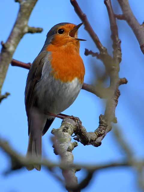 Rouge-gorge familier