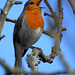 Rouge-gorge familier