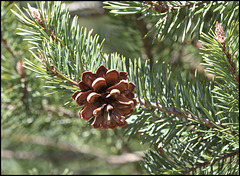 Pin sylvestre (3)