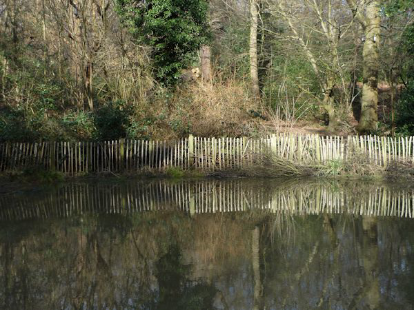 Frog pond