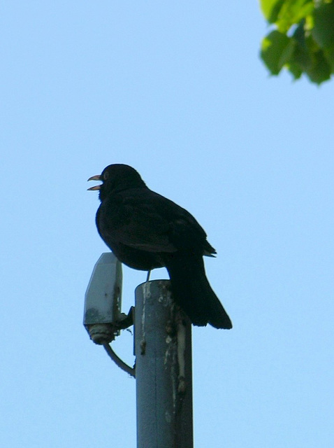 Herr Amsel singt sein Abendkonzert ins Mikrofon