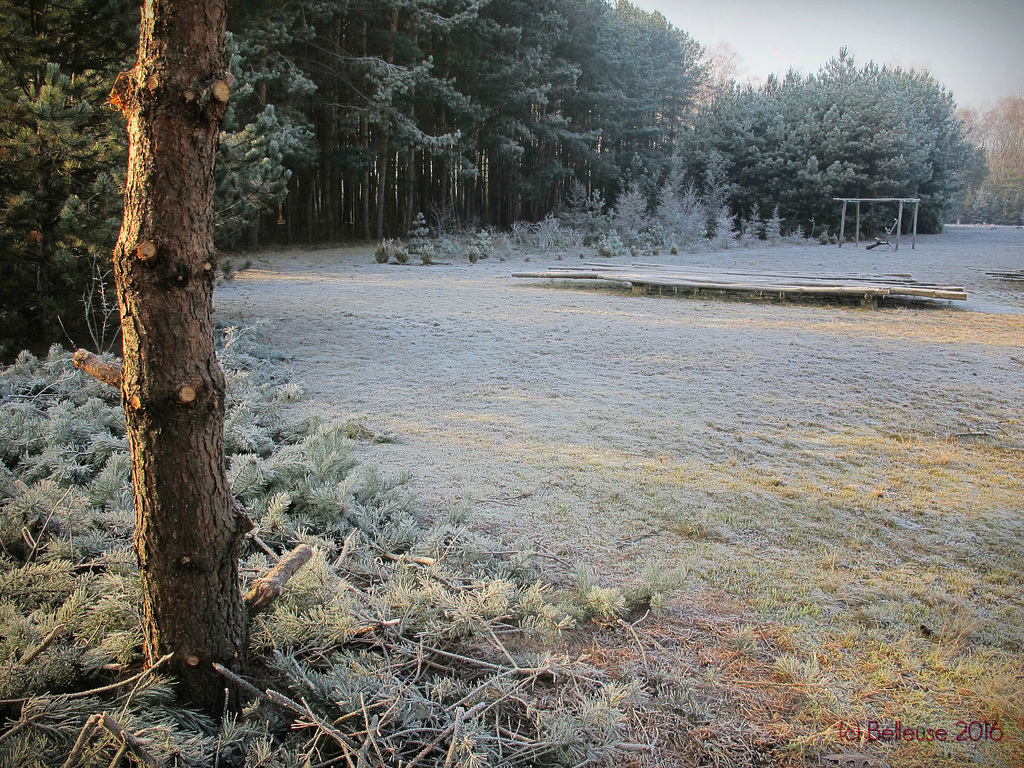 quiet winter gardens /1