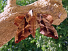 Chinese Walnuthawkmoth ..Phyllosphingia dissimilis