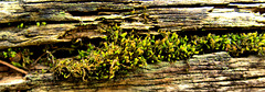 Little Mossy Landscape 5