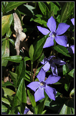 Vinca minor , petite pervenche