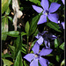 Vinca minor , petite pervenche