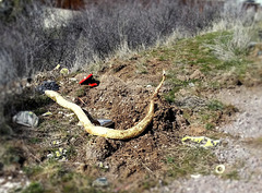 Oregon python